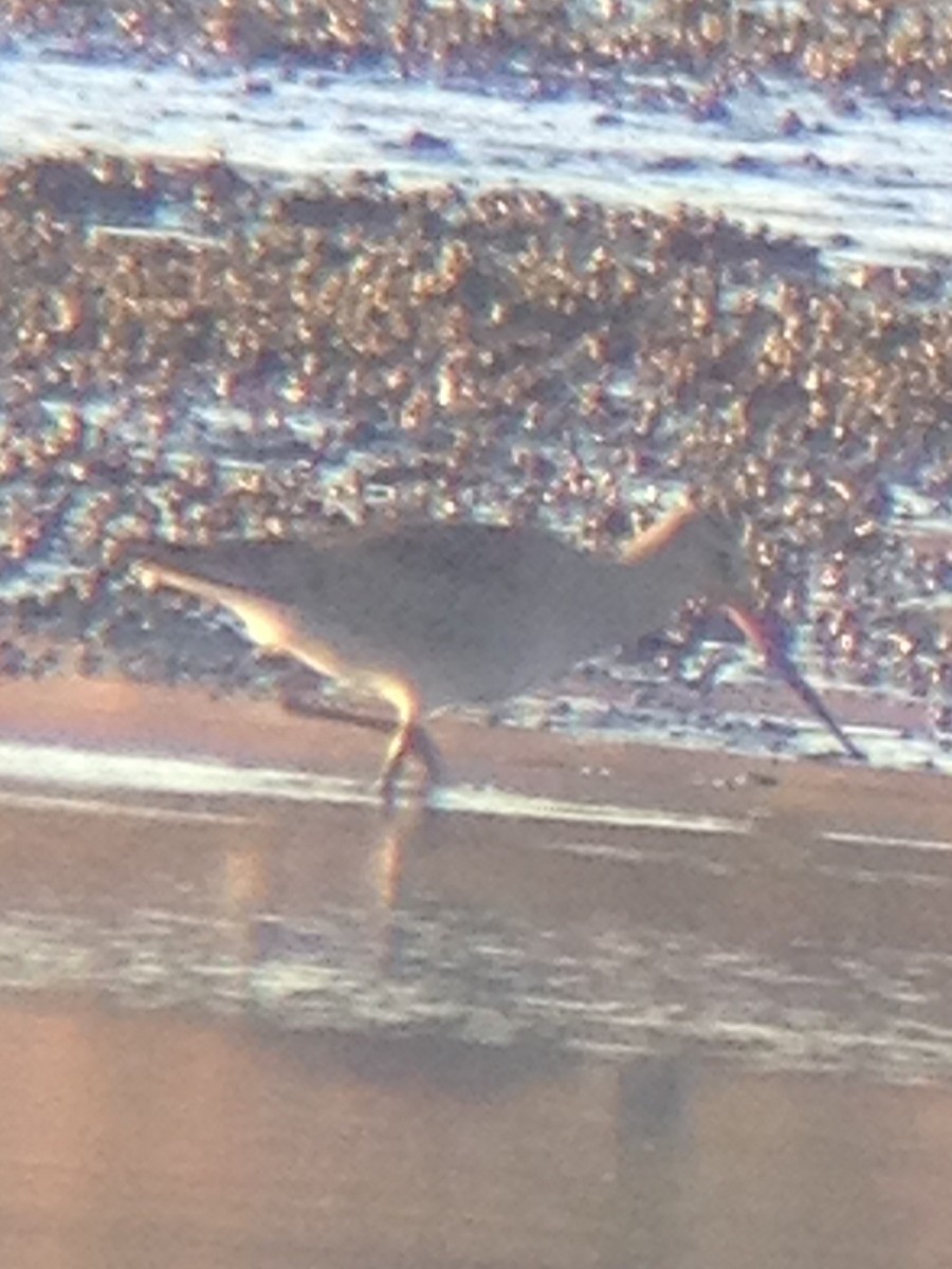 Hudsonian Godwit - ML20370431