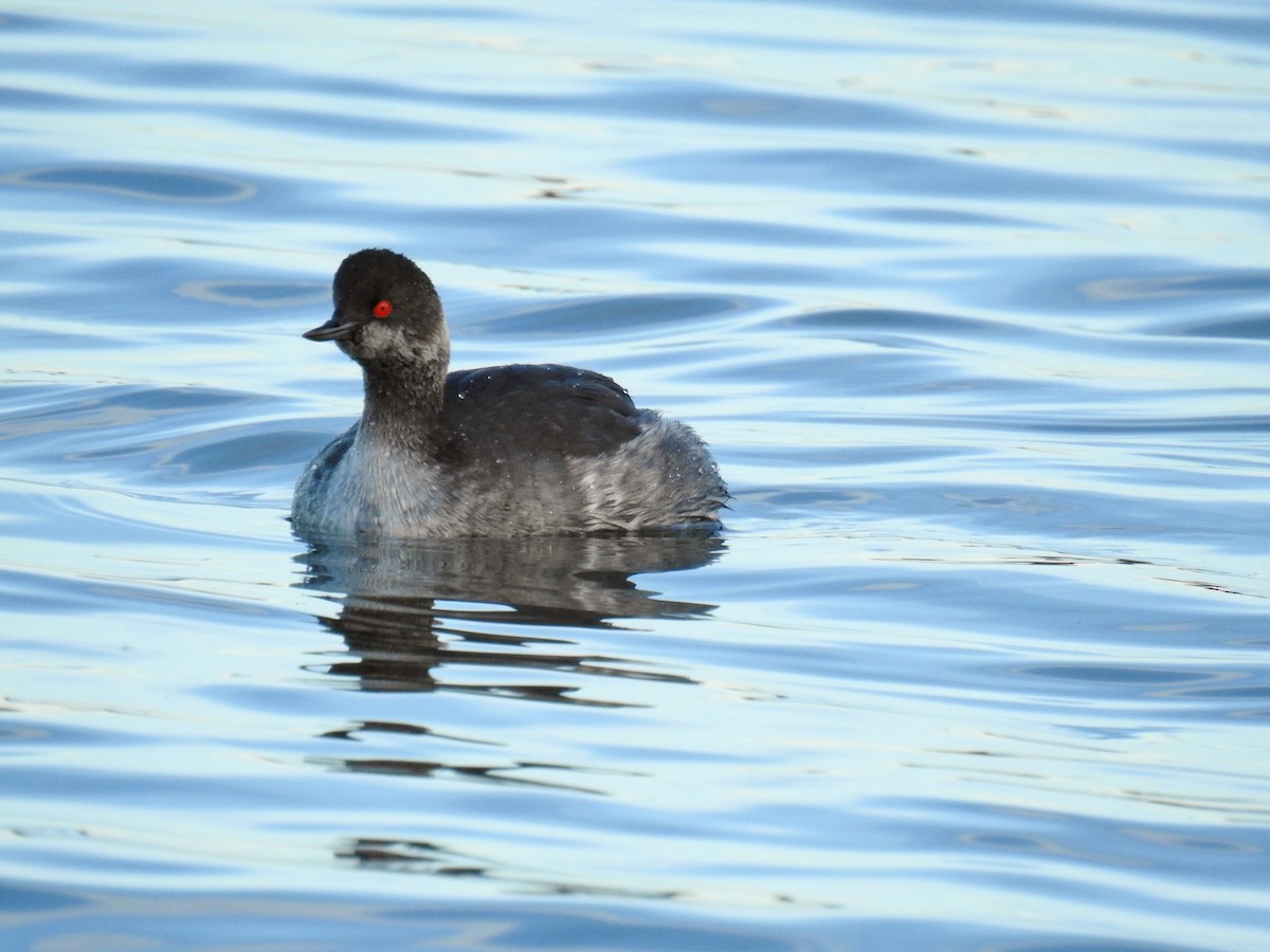 Eared Grebe - Jesus Carrion Piquer