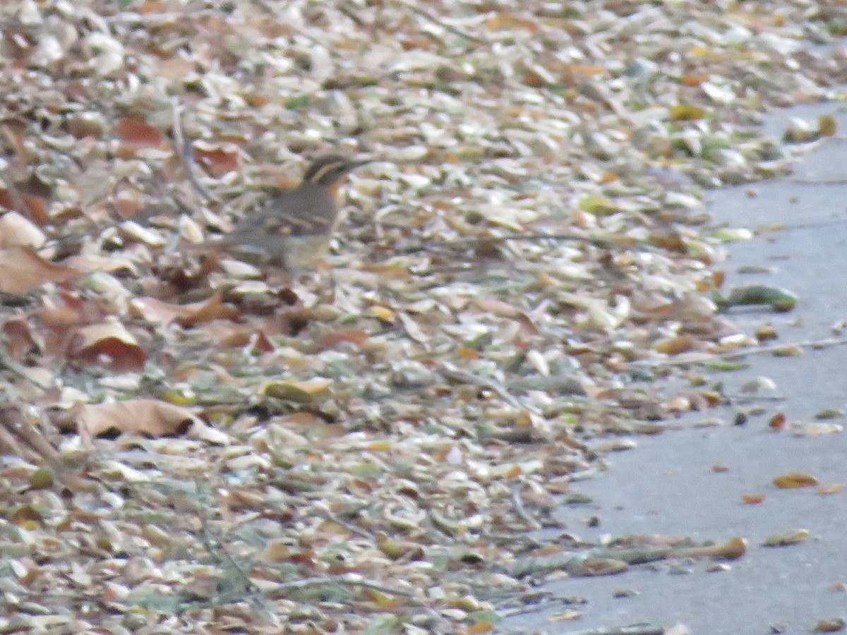 Varied Thrush - ML203705051