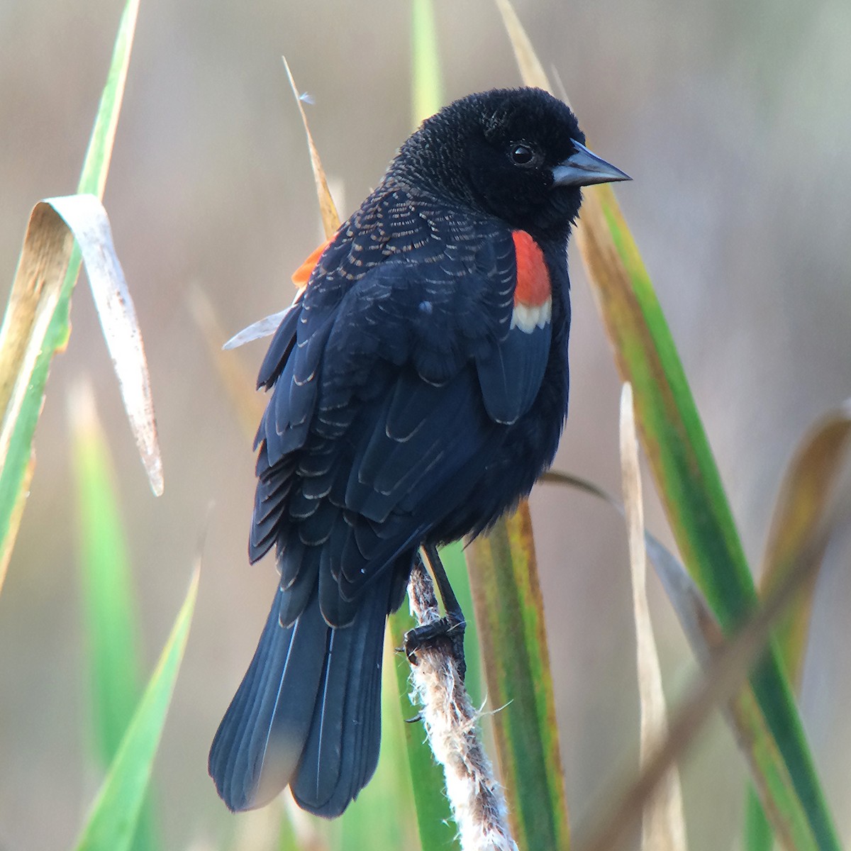 Red-winged Blackbird - Daniel Hinnebusch