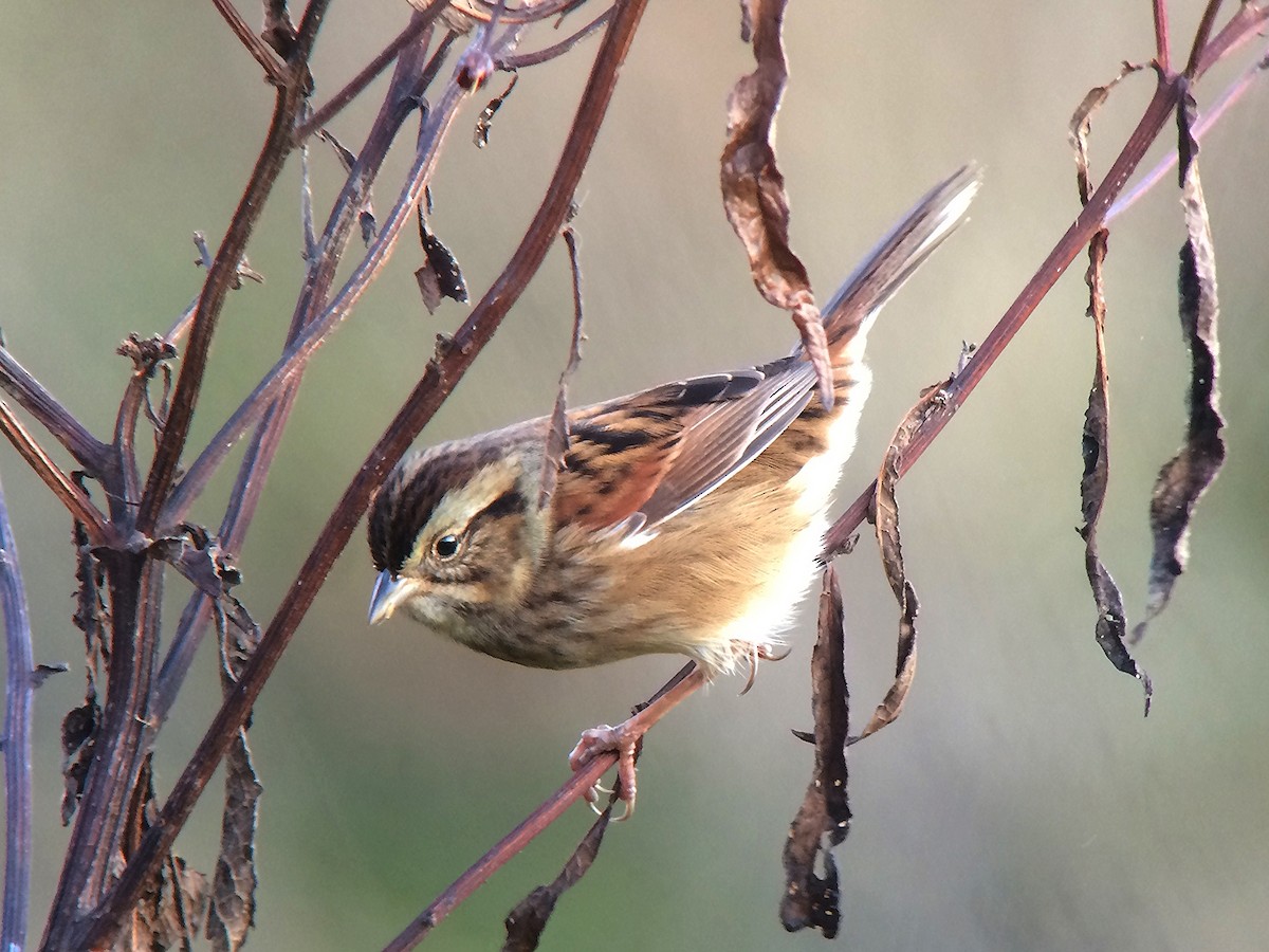 Swamp Sparrow - ML20370741