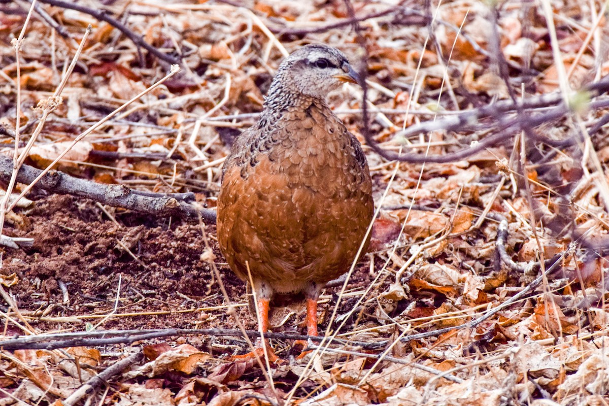 Francolin de Hildebrandt - ML203707921