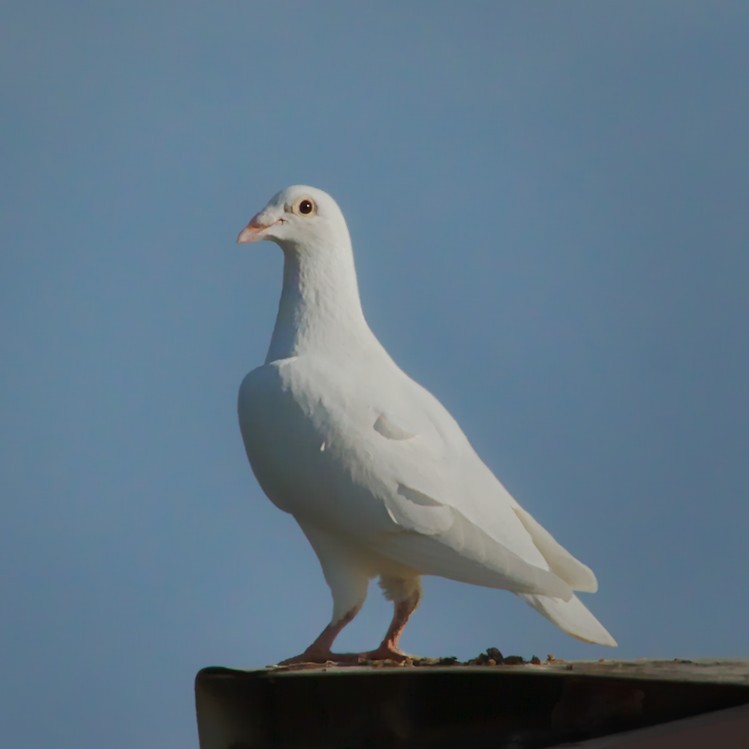 Rock Pigeon (Feral Pigeon) - ML203707991