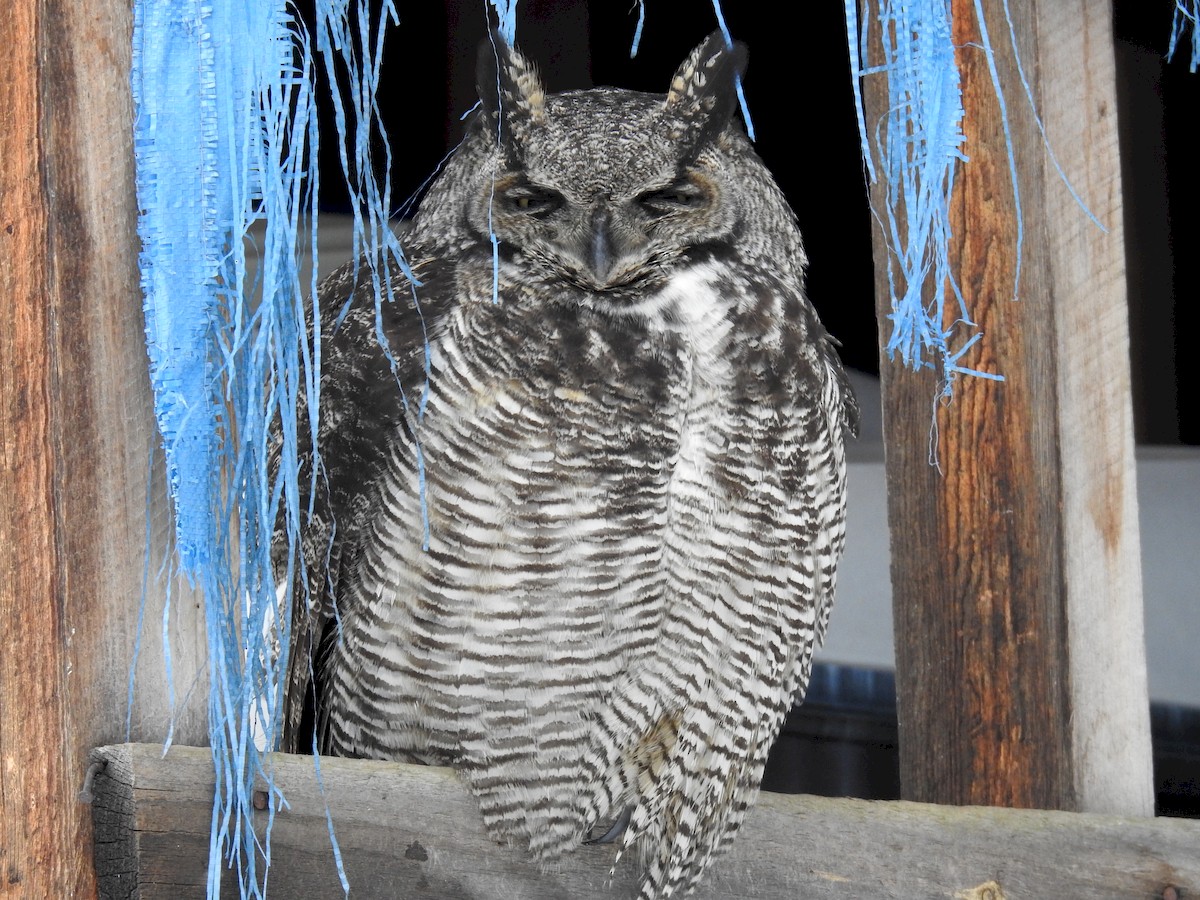 Great Horned Owl - ML203708451