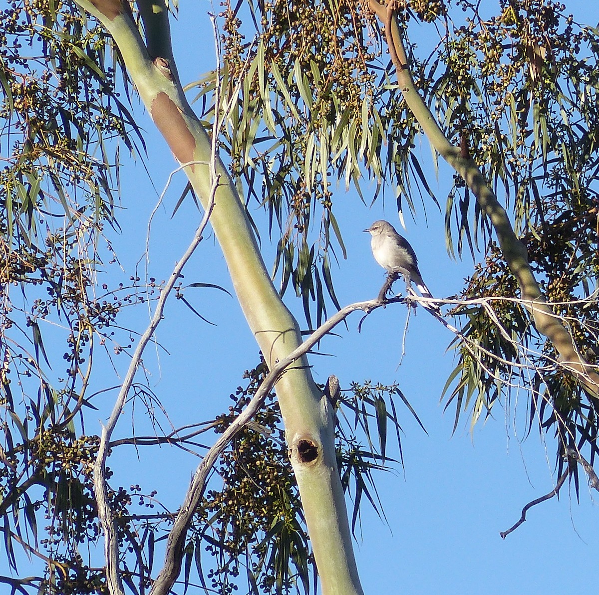 Northern Mockingbird - Gus van Vliet