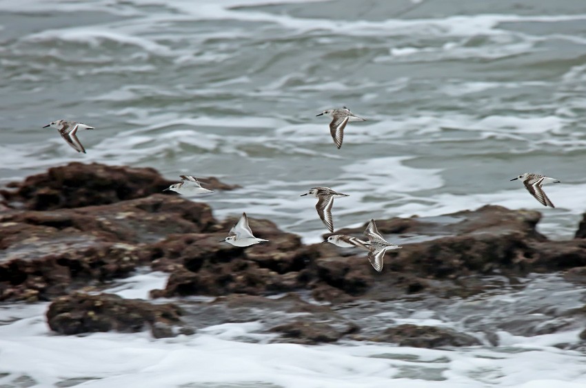 Sanderling - Roger Ahlman