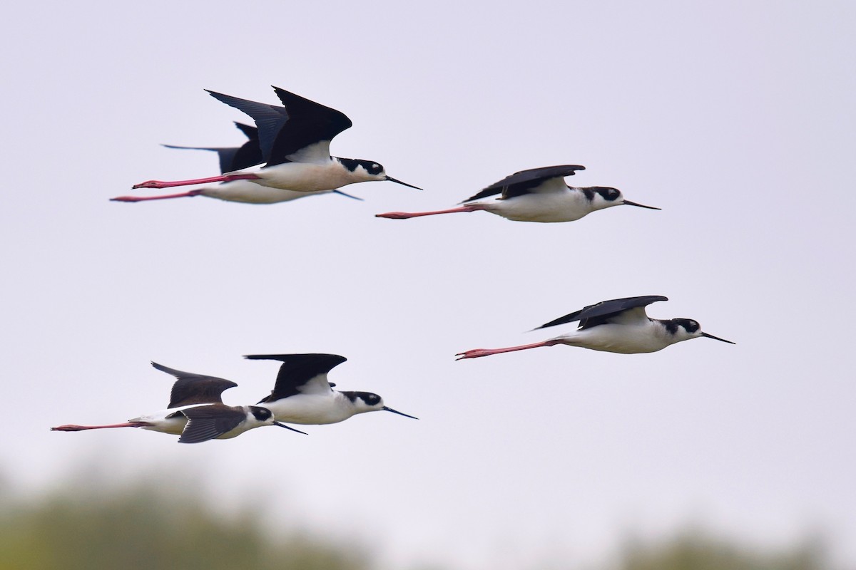 Black-necked Stilt - Ezra J. Campanelli