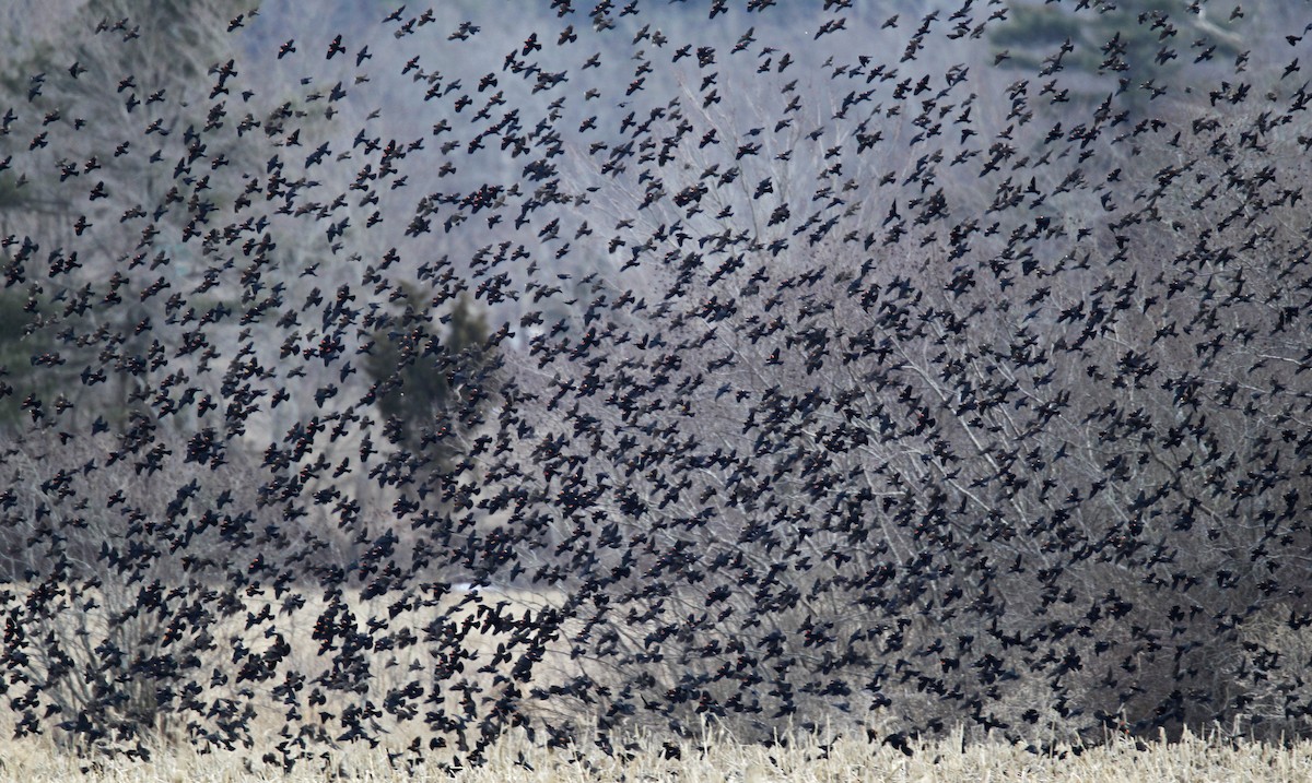 Red-winged Blackbird - Ian Davies