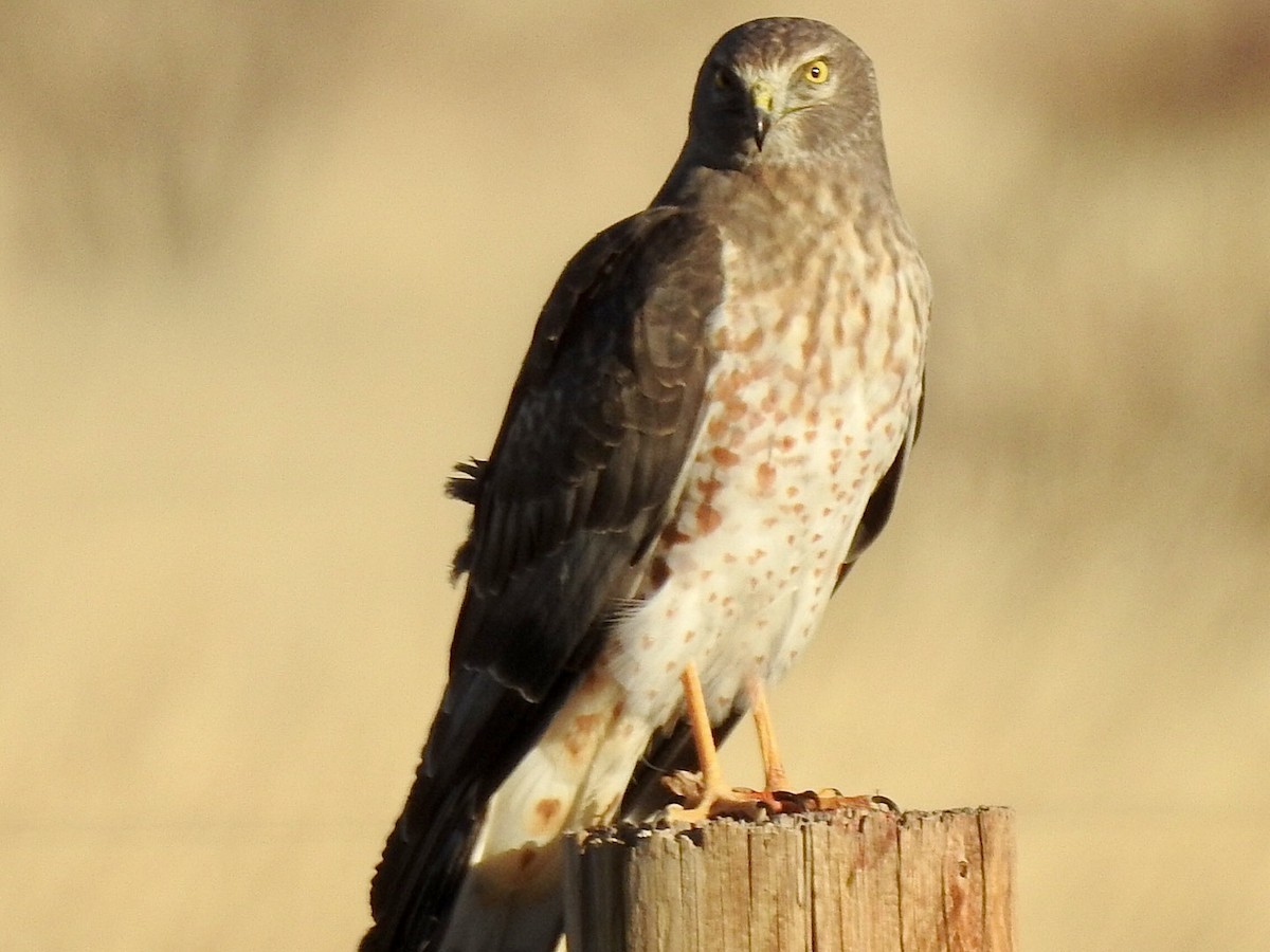 Northern Harrier - ML203710511