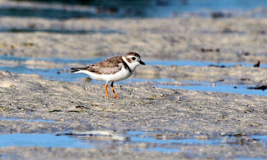 Piping Plover - ML203711451