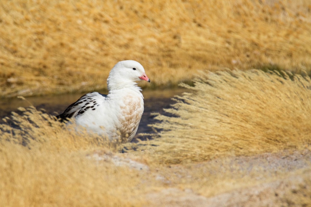 Andean Goose - ML203711691