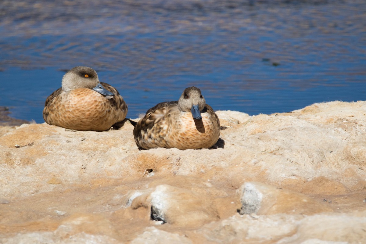 Crested Duck - Luana Bianquini