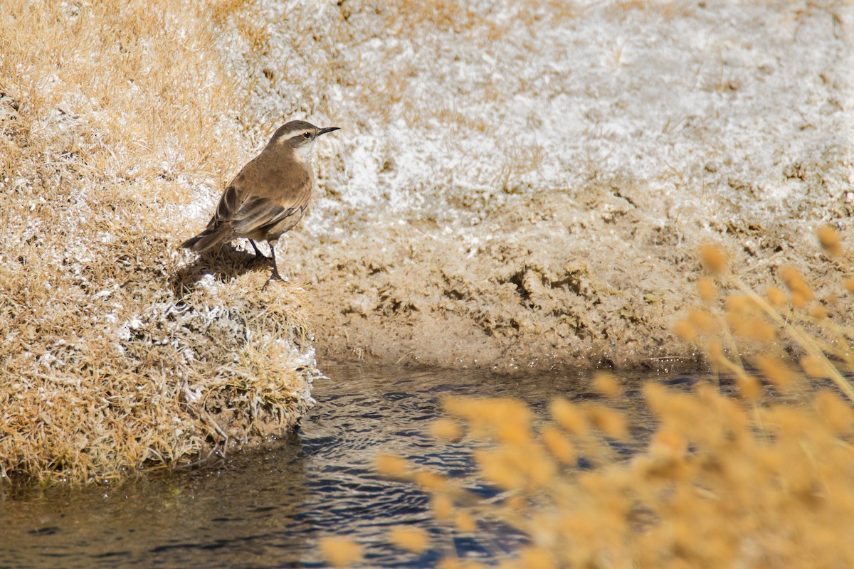 White-winged Cinclodes - Luana Bianquini