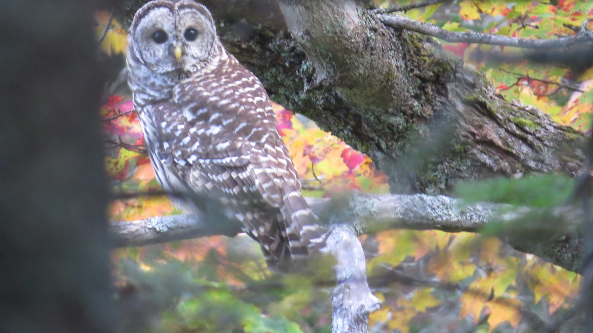 Barred Owl - ML20371241