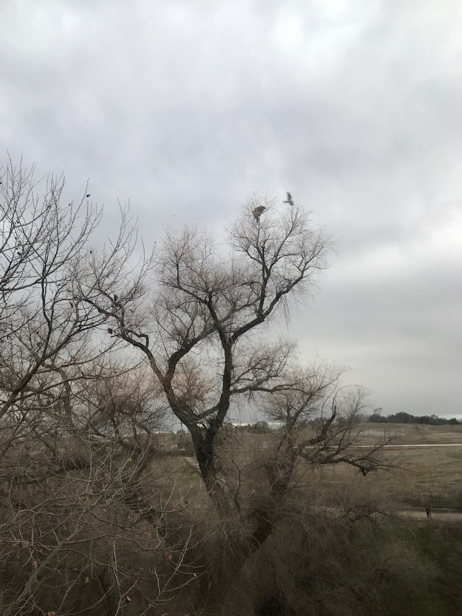 White-tailed Kite - L R