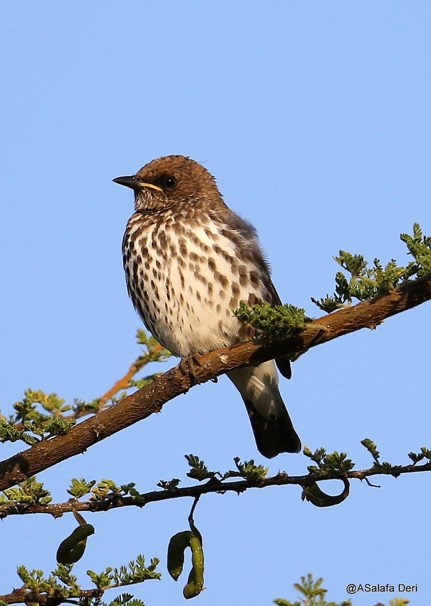 Violet-backed Starling - ML203714631