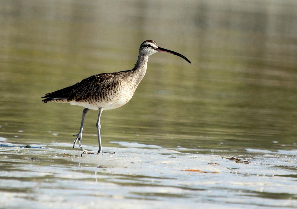 Whimbrel - ML203714821