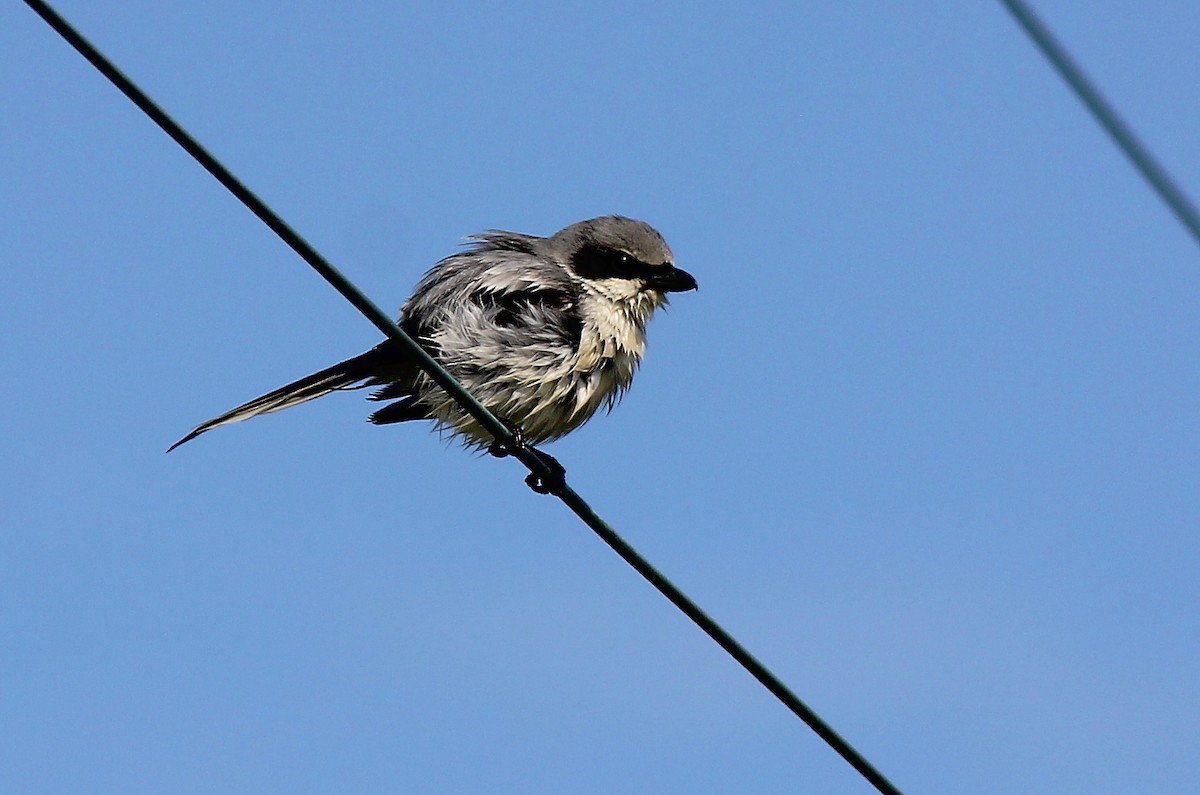 Loggerhead Shrike - Devin Griffiths