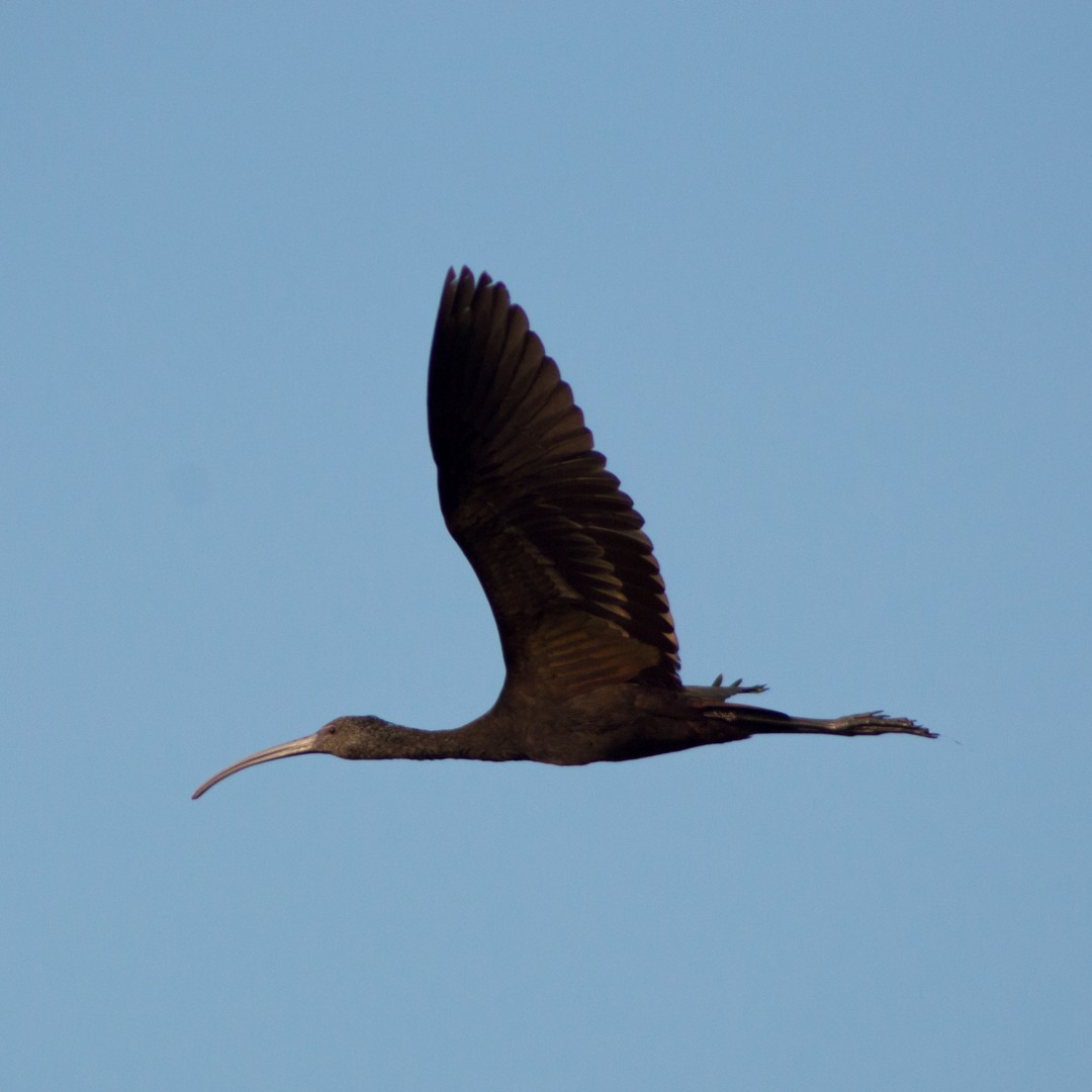 Ibis à face blanche - ML203715501