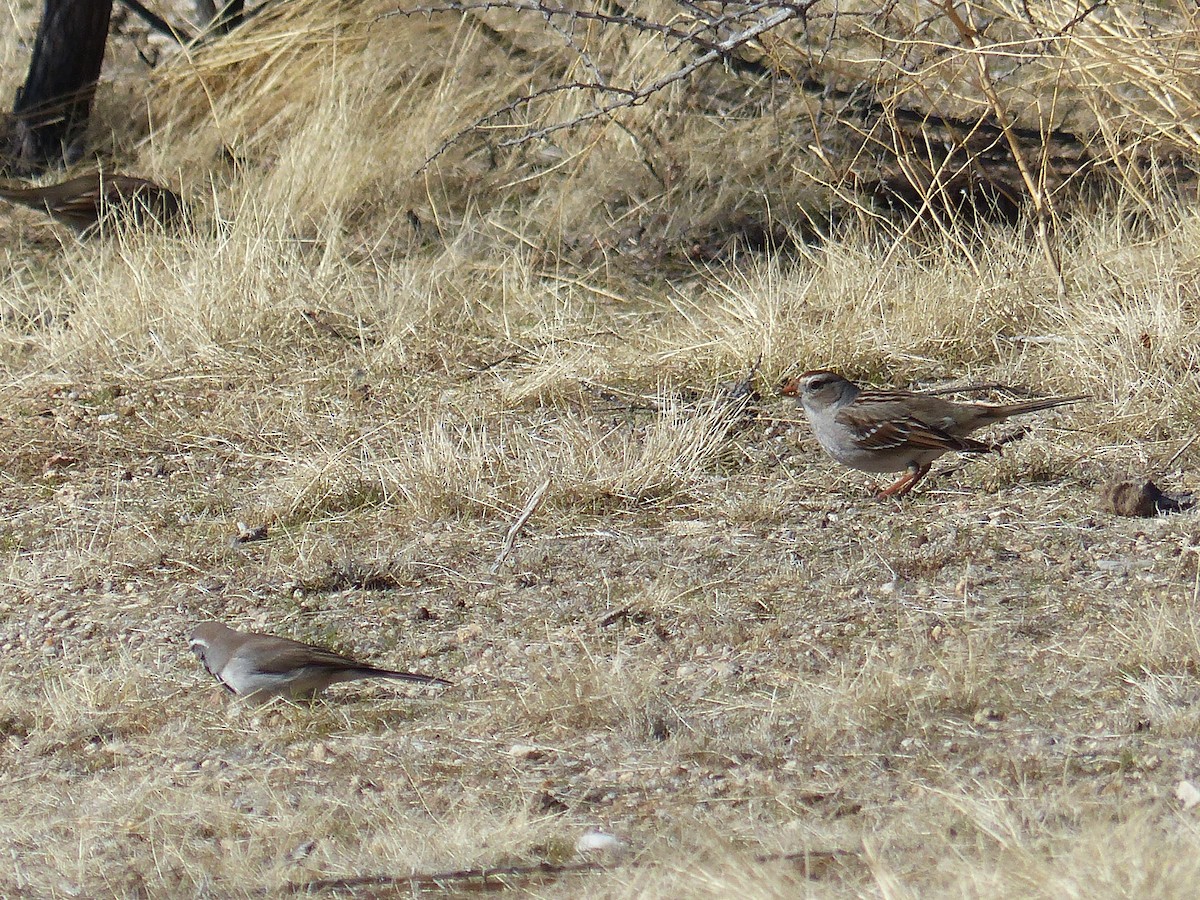White-crowned Sparrow - ML203715891
