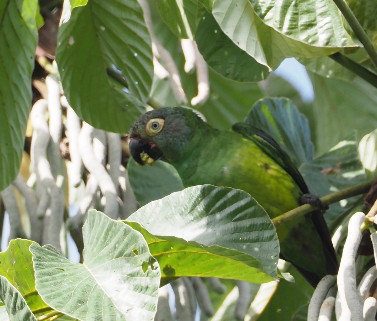 Dusky-headed Parakeet - ML203715951