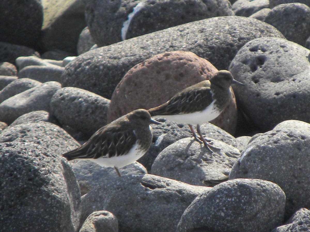 Black Turnstone - ML203717881