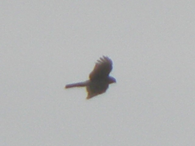 Sharp-shinned Hawk - ML203717951