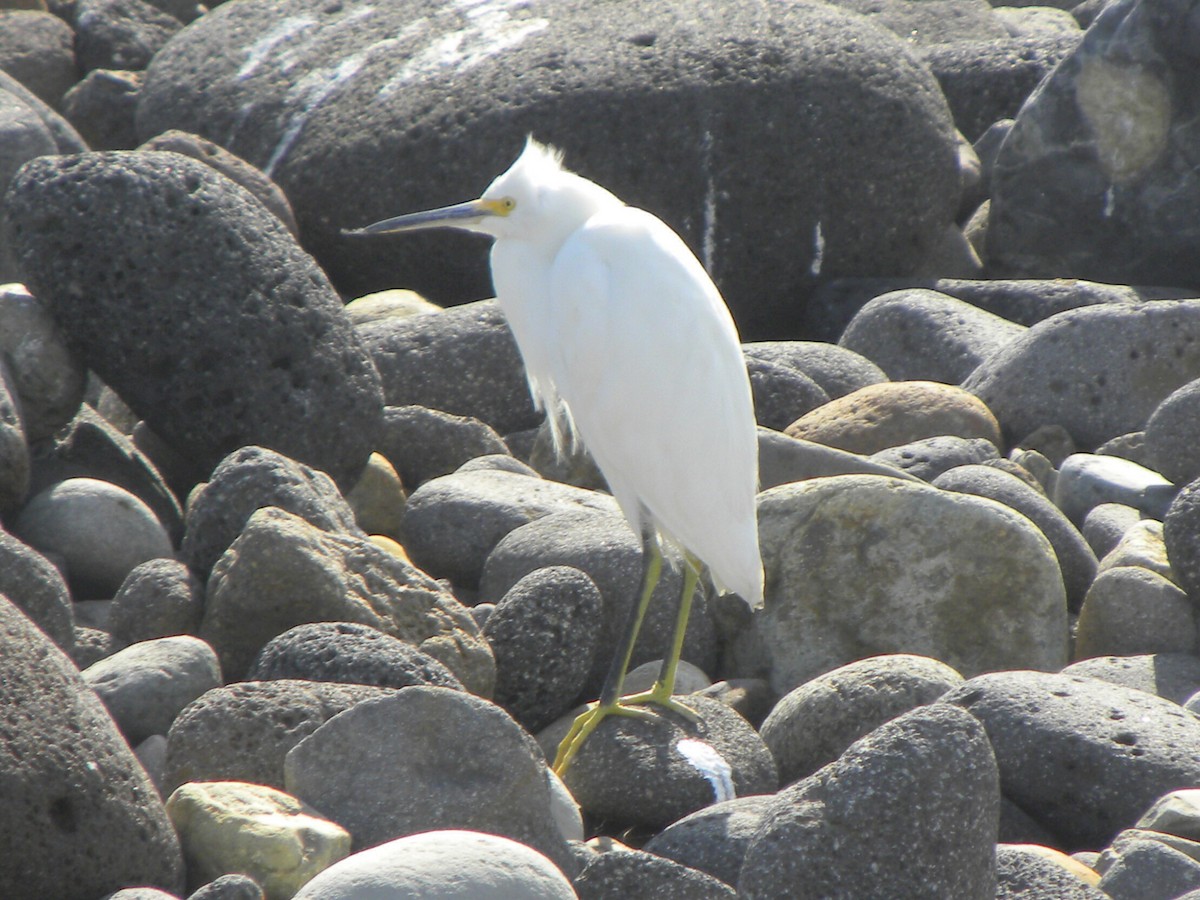 Snowy Egret - ML203717991