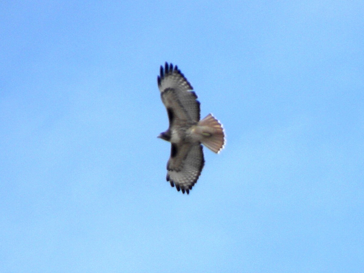 Red-tailed Hawk - ML203718031