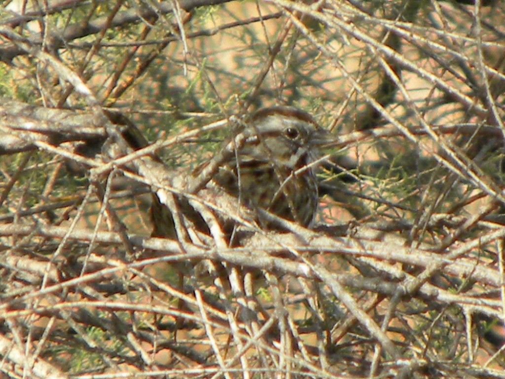 Song Sparrow - ML203718041