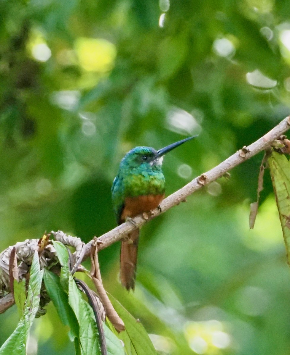 Bluish-fronted Jacamar - ML203718881