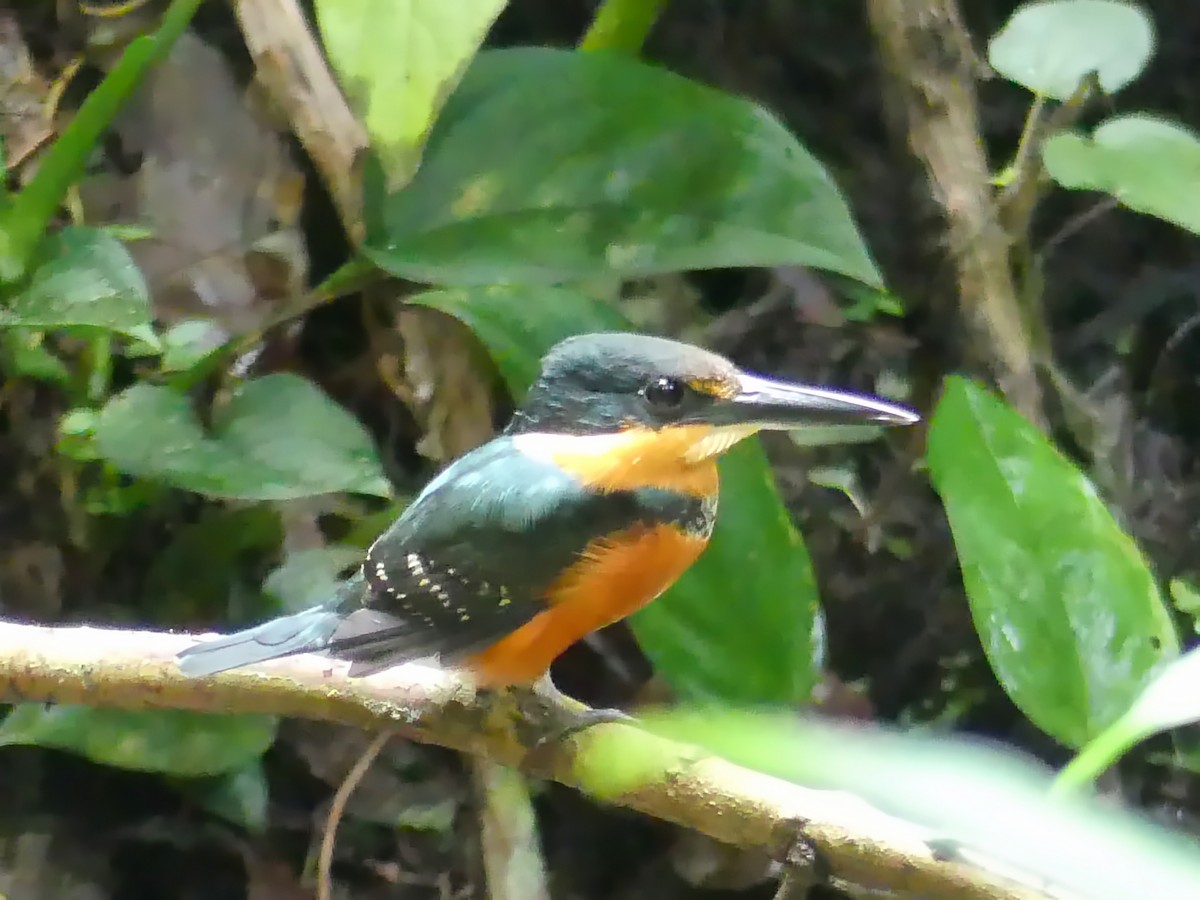 American Pygmy Kingfisher - ML203719721