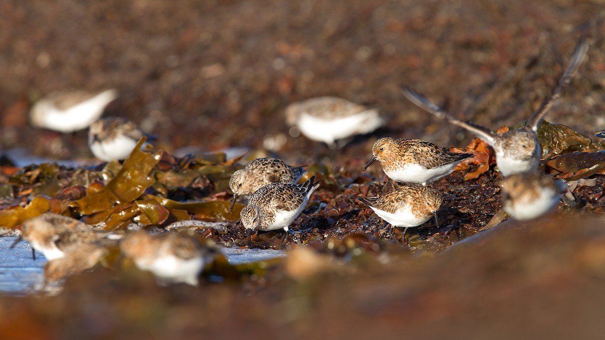 Sanderling - ML20372011