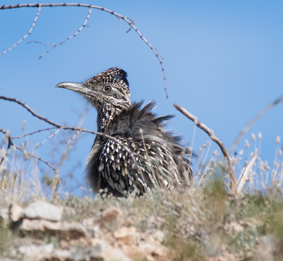 Greater Roadrunner - ML203722291