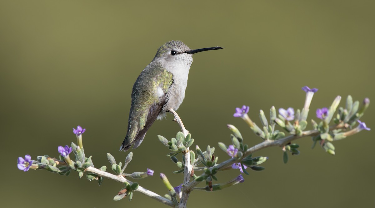 Costa's Hummingbird - Gordon Karre