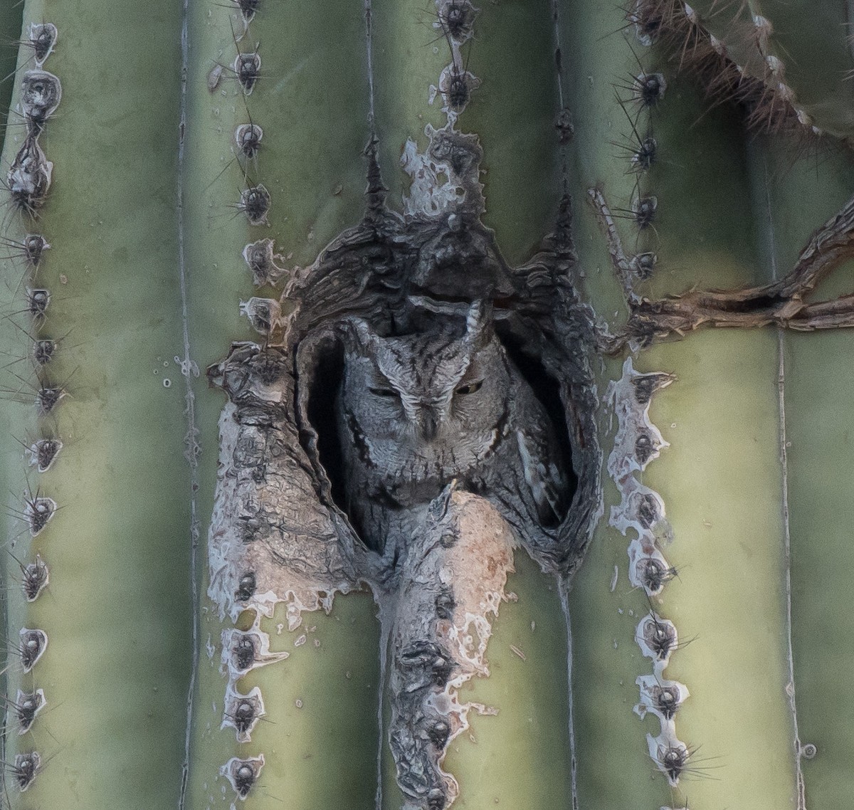 Western Screech-Owl - ML203722391