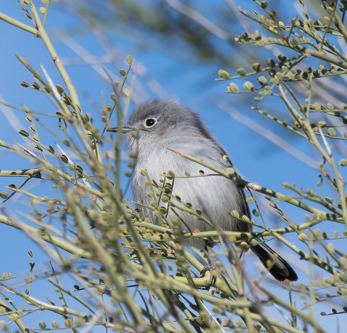 Black-tailed Gnatcatcher - ML203722441