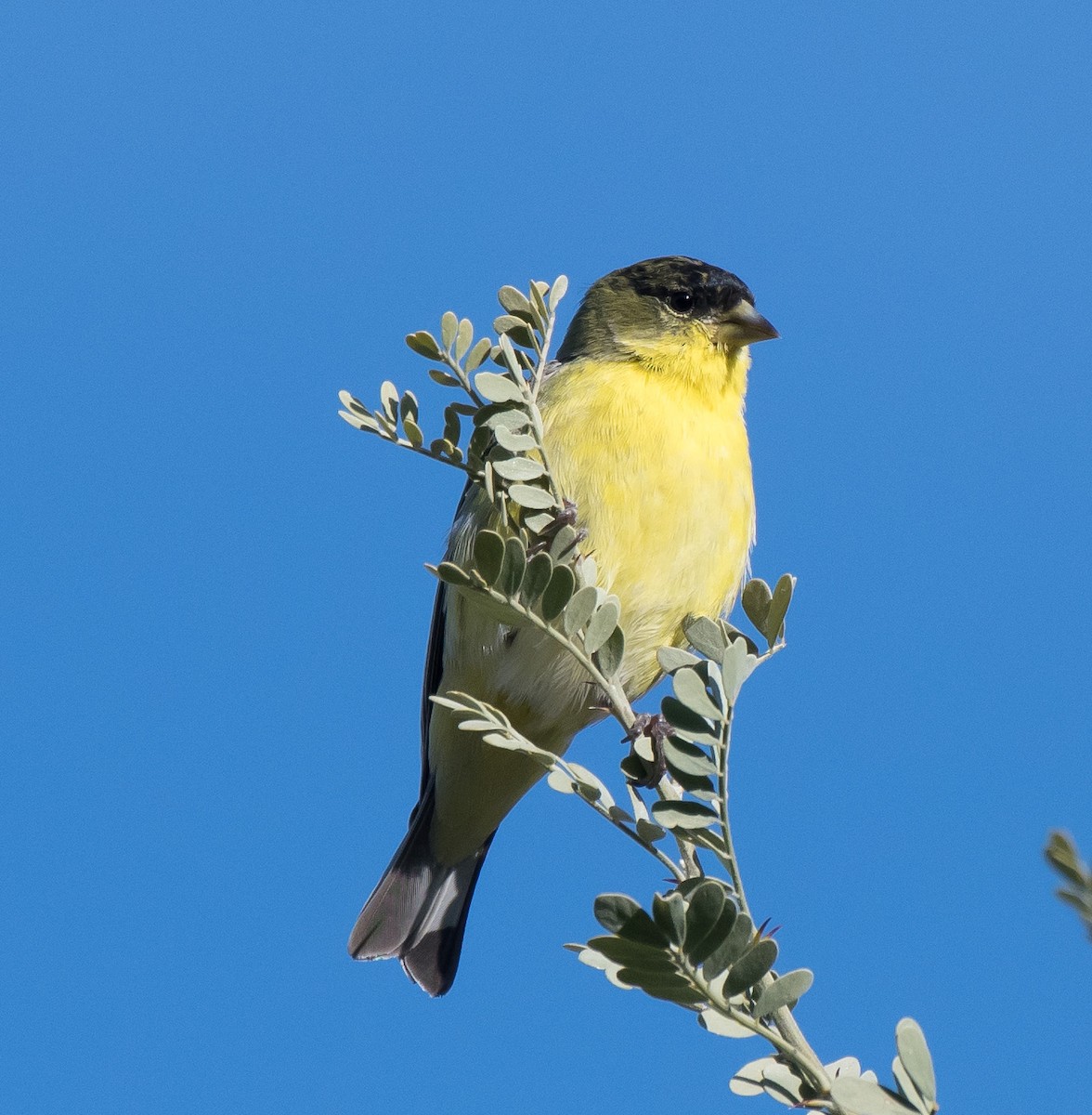 Lesser Goldfinch - Gordon Karre