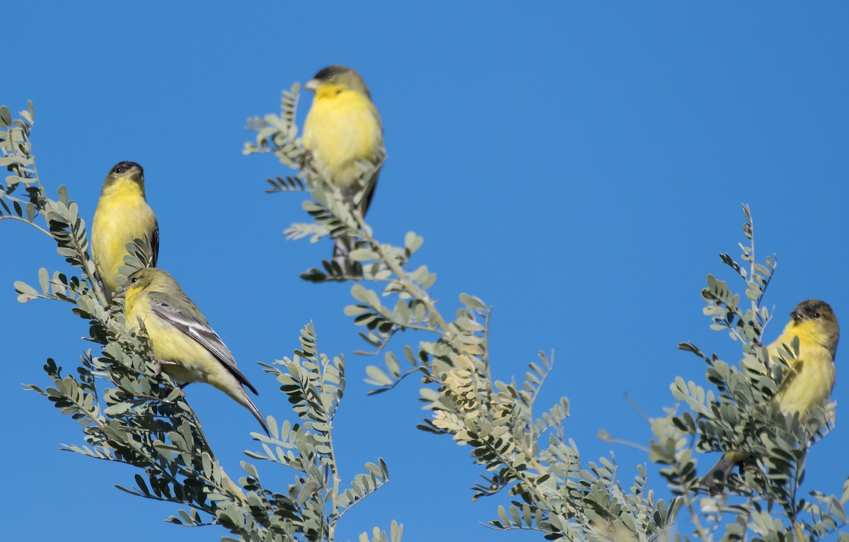 Lesser Goldfinch - ML203722671