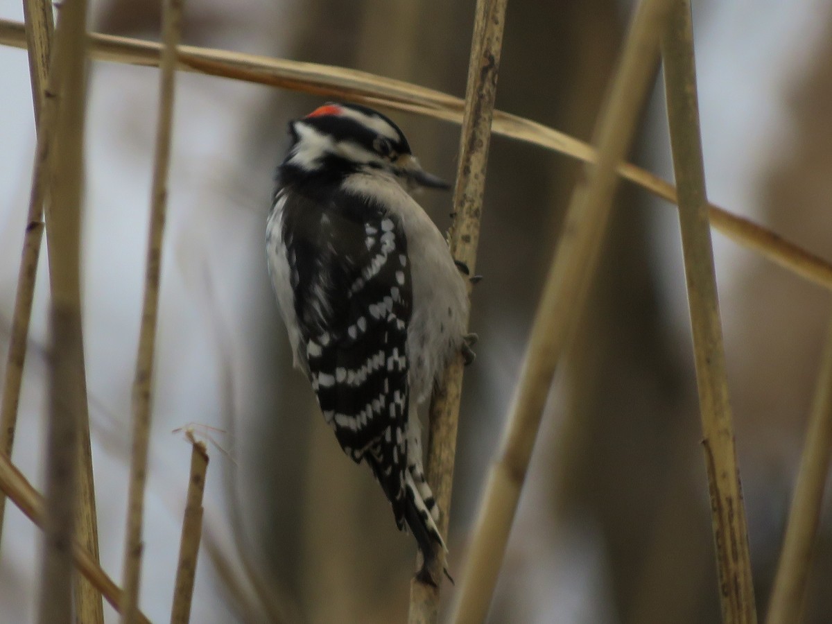 Downy Woodpecker - Anonymous