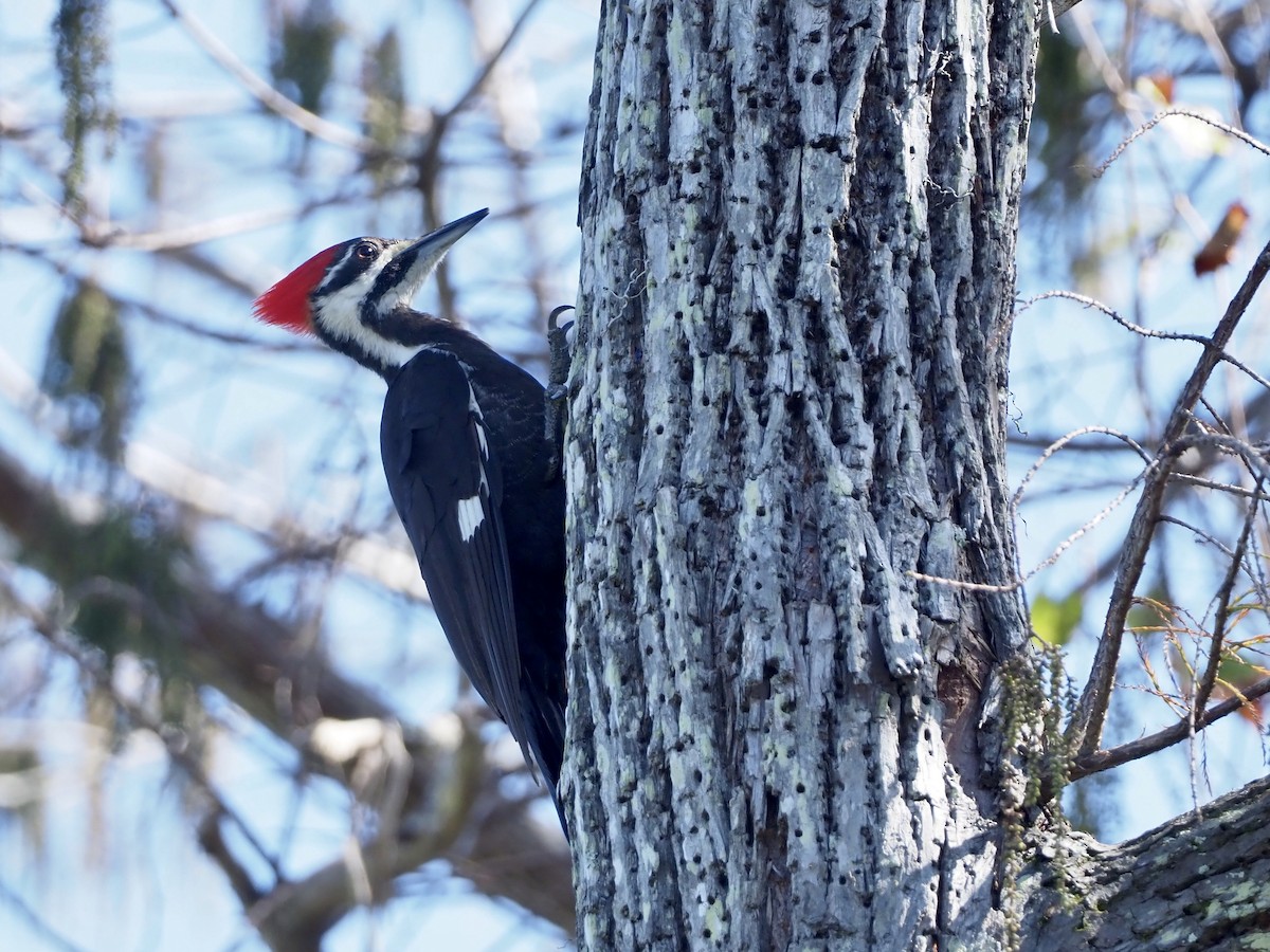 Pileated Woodpecker - ML203723521