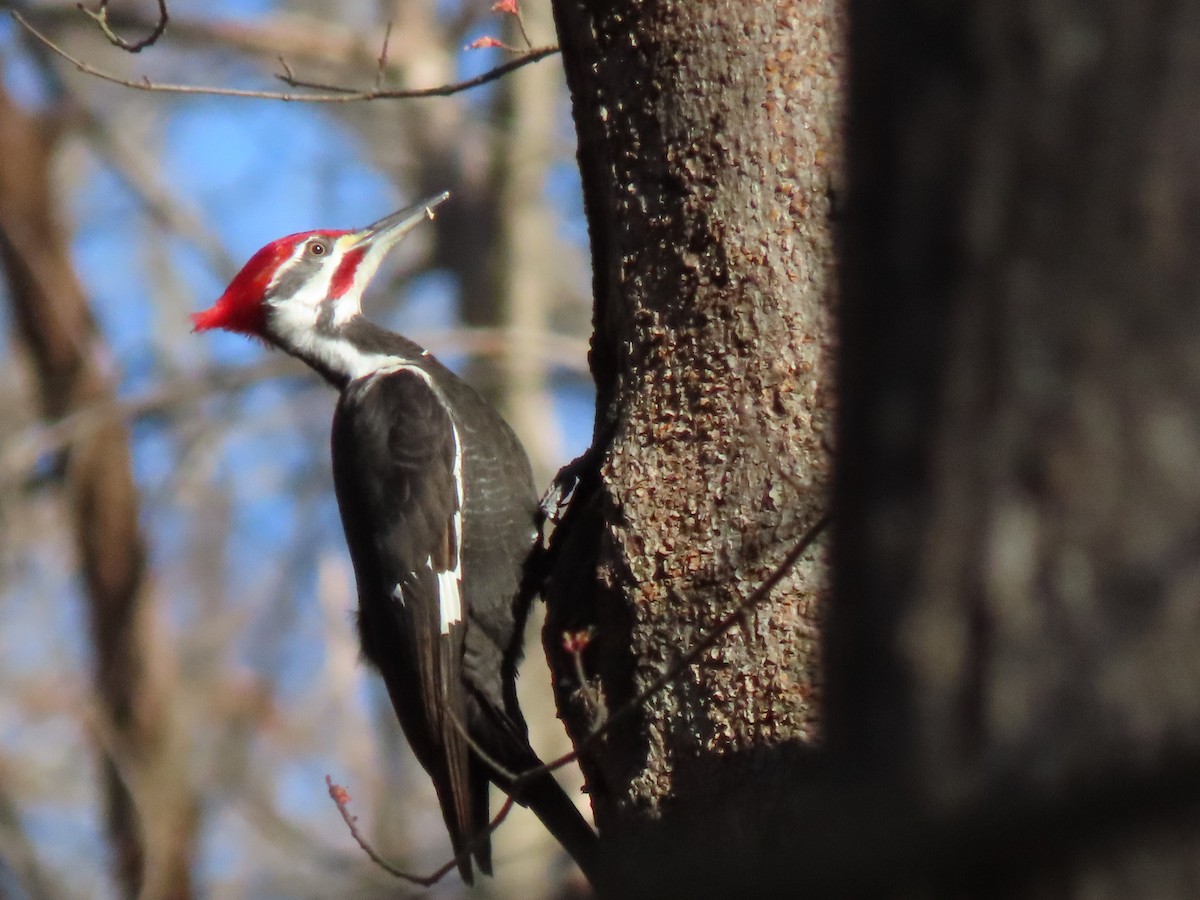 Pileated Woodpecker - ML203725401