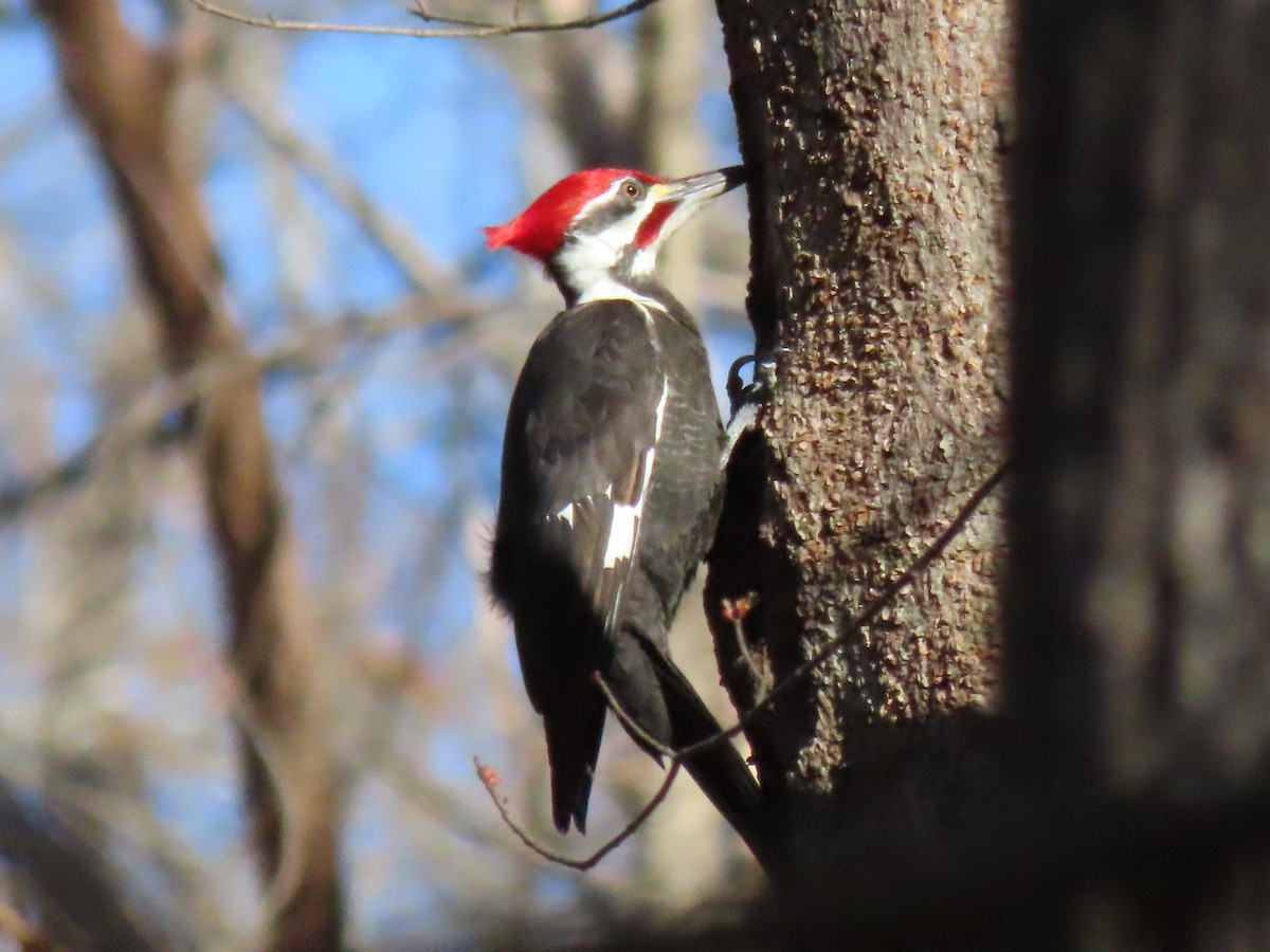 Pileated Woodpecker - ML203725411