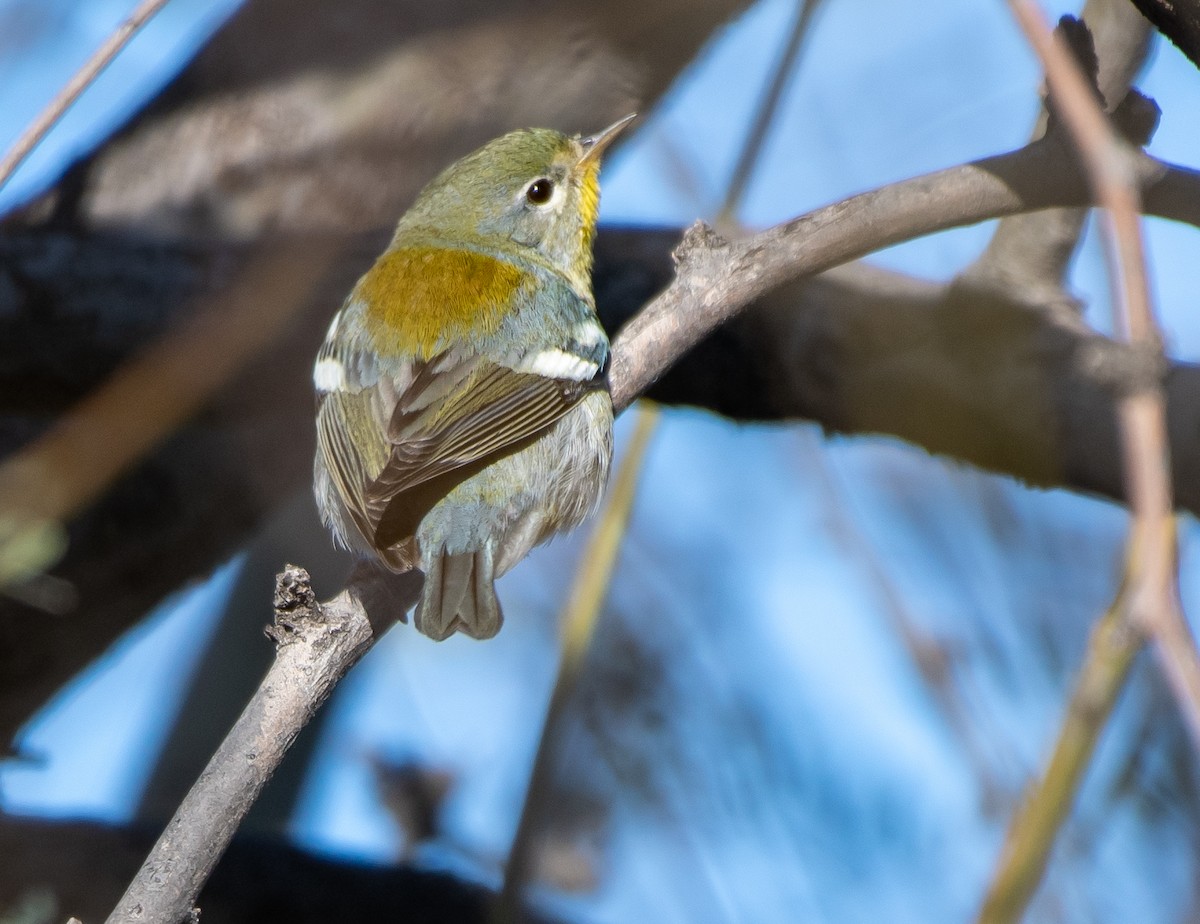 Northern Parula - Mary McSparen