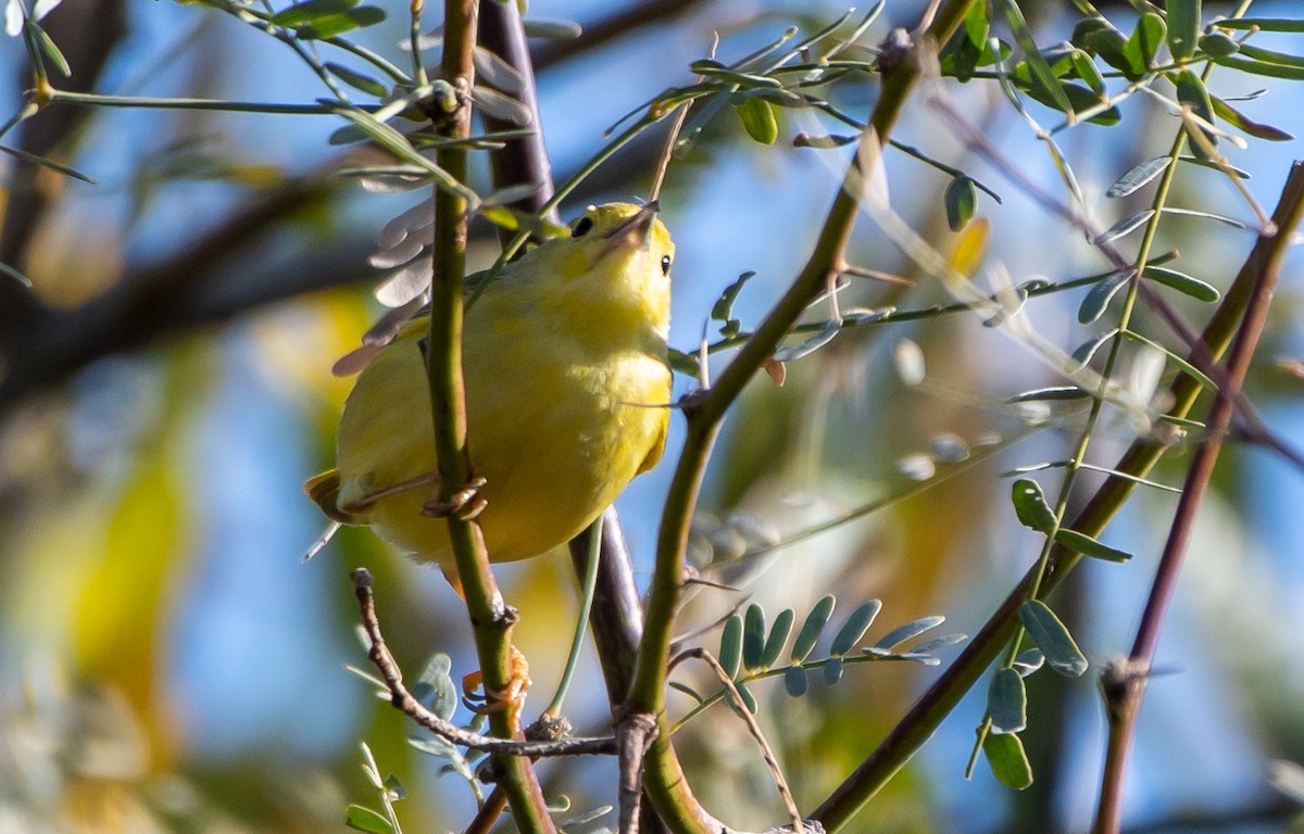 Yellow Warbler - ML203725461