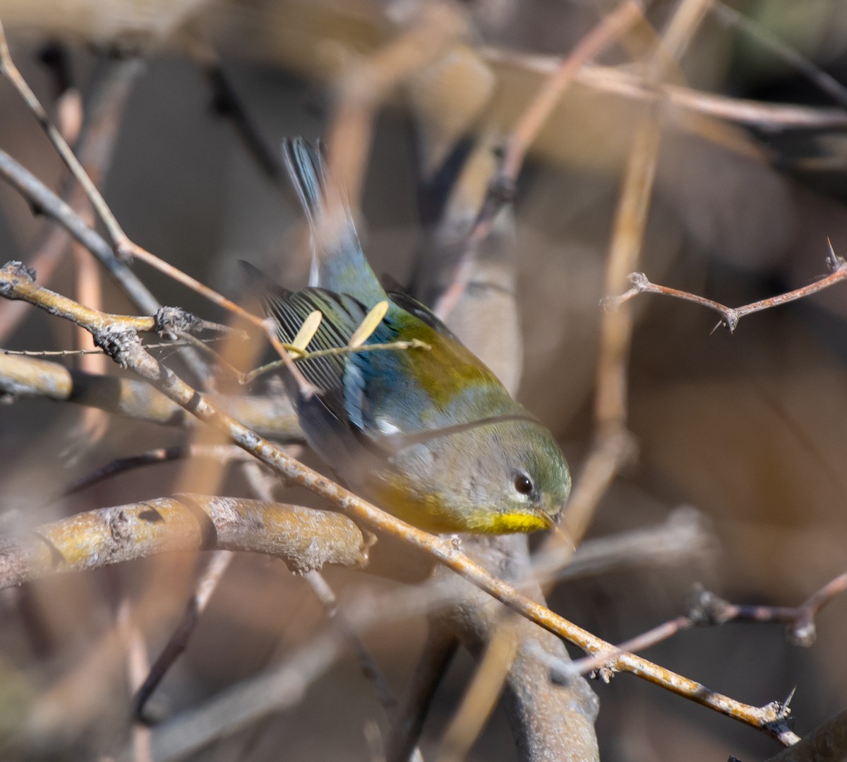 Northern Parula - Mary McSparen