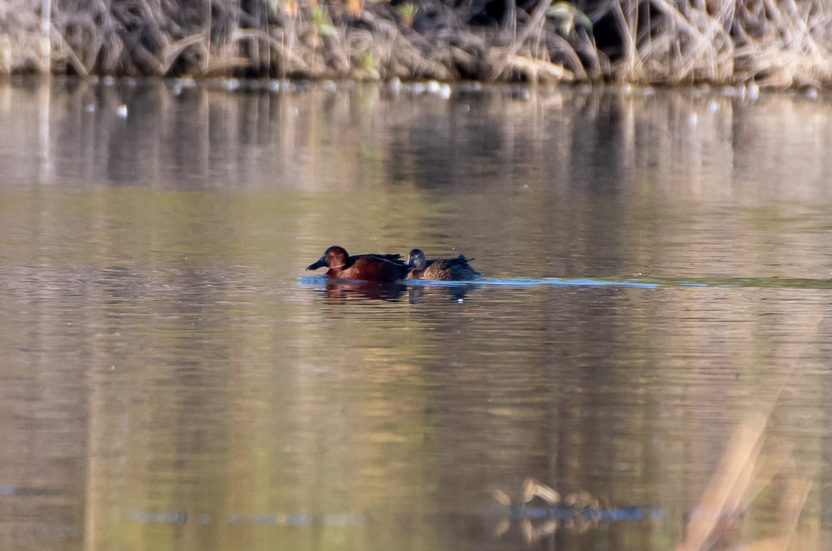 Cinnamon Teal - ML203725511