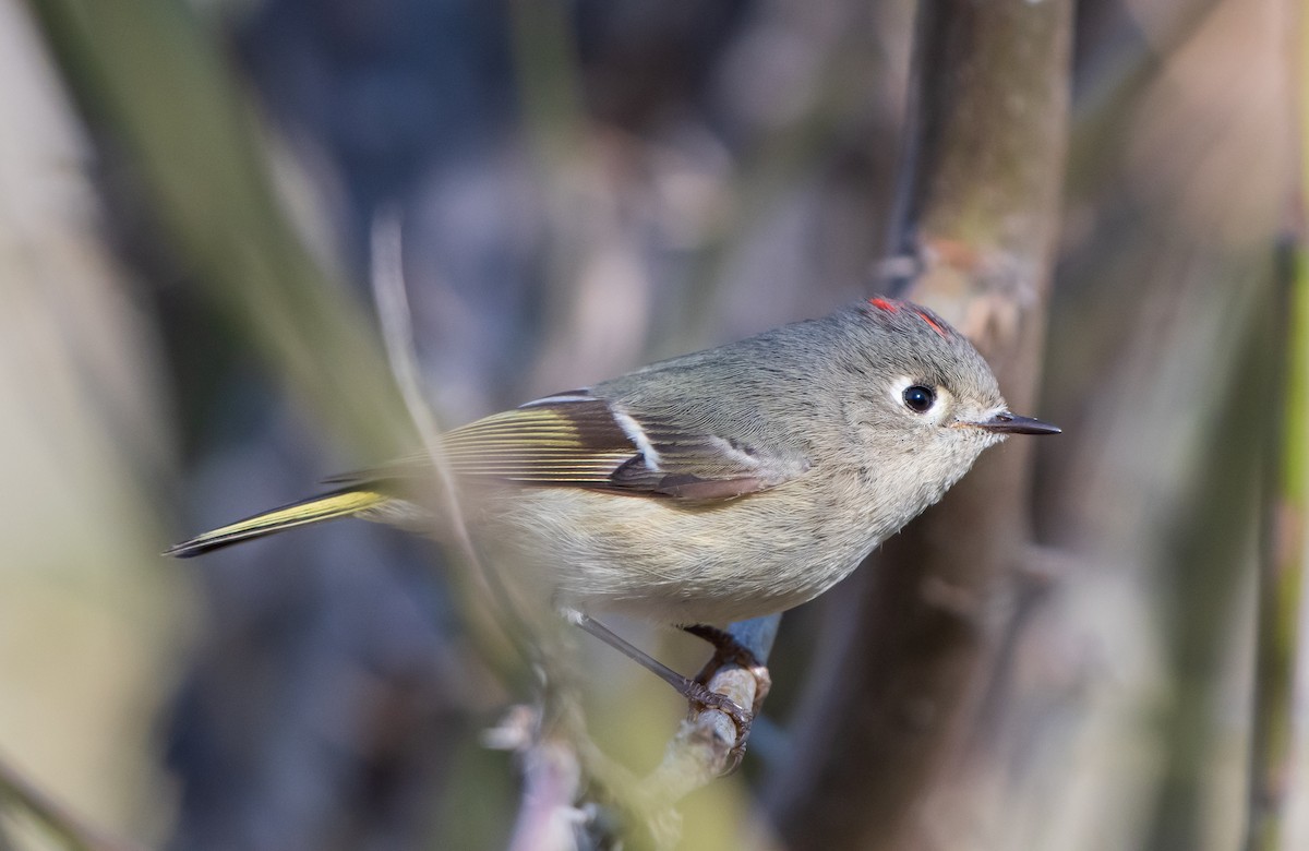 Ruby-crowned Kinglet - ML203725691