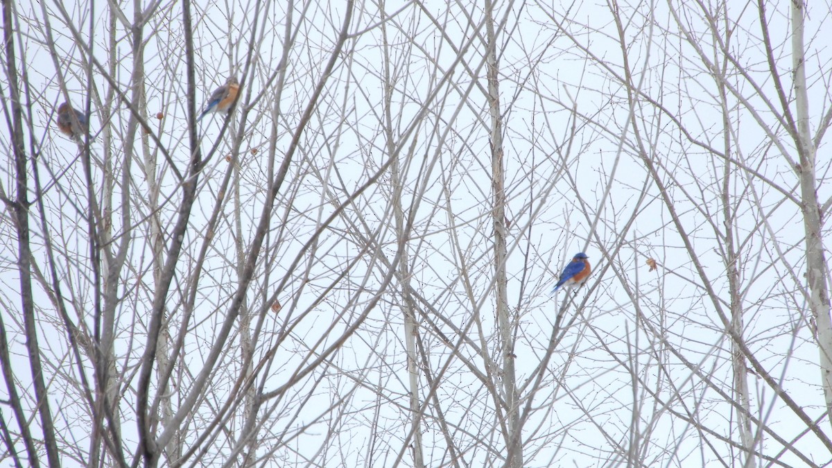 Eastern Bluebird - ML203725951