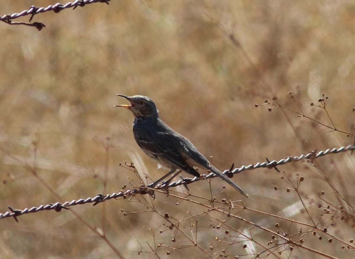 Sage Thrasher - ML20372631